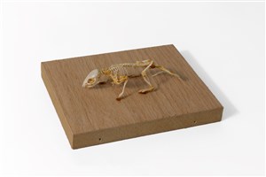 Image description is not available for 2003.7.1